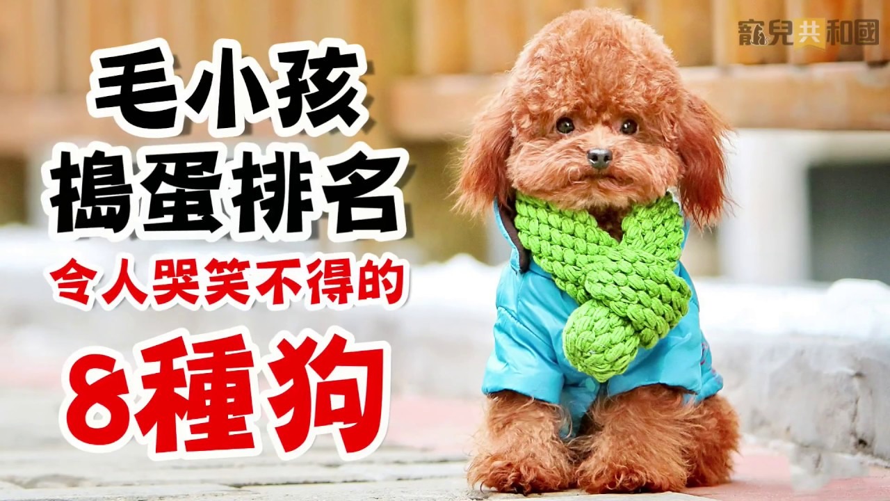 令人哭笑不得的「破壞王」：負面行為如何轉化為行銷流量？