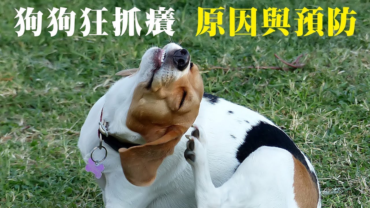 毛孩抓不停？夏季「皮膚護理」的六大預防絕招與行銷變現