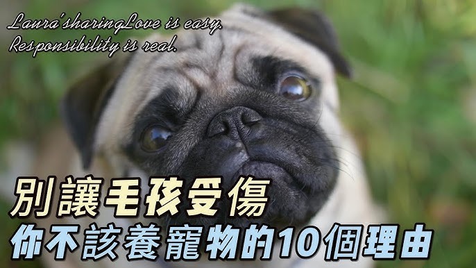 別讓愛成傷害：寵物經濟下的「責任行銷」新思維