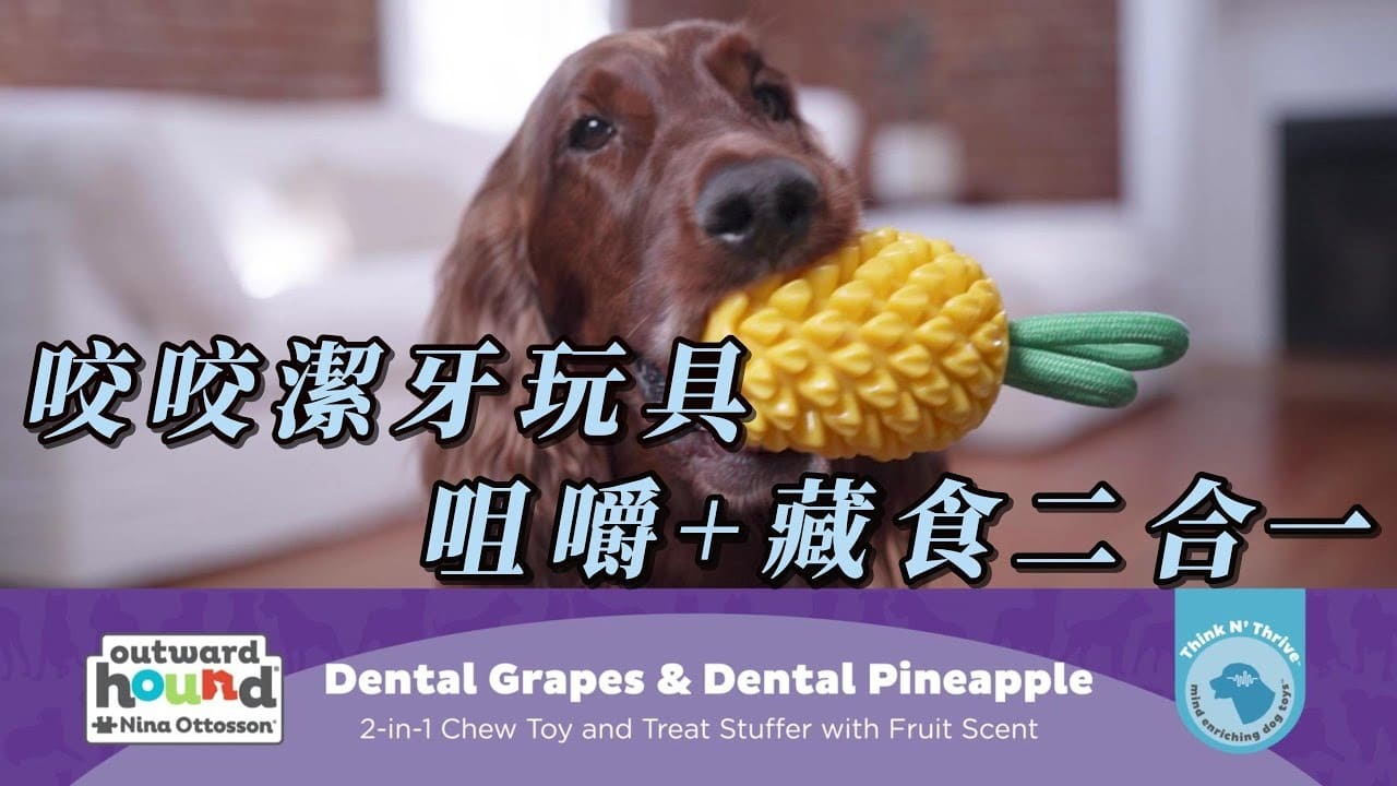 寵物功能性玩具趨勢：從單純陪伴到身心健康管理